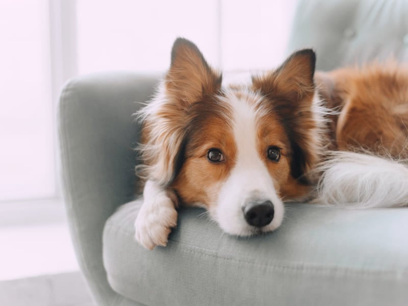 Pet-Friendly Accommodations at Maplewood, Minnesota Hotel
