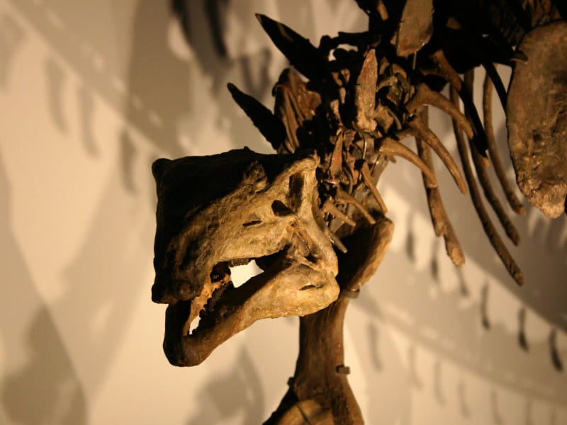 The Science Museum of Minnesota